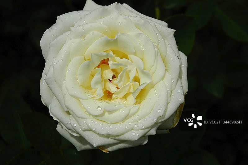 白色湿玫瑰特写图片素材