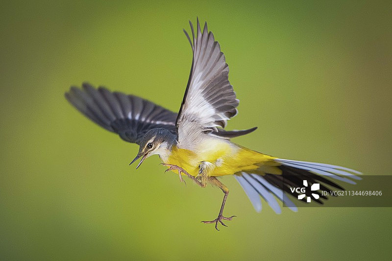 飞过植物的绿雀鸣禽特写，越南岘港图片素材