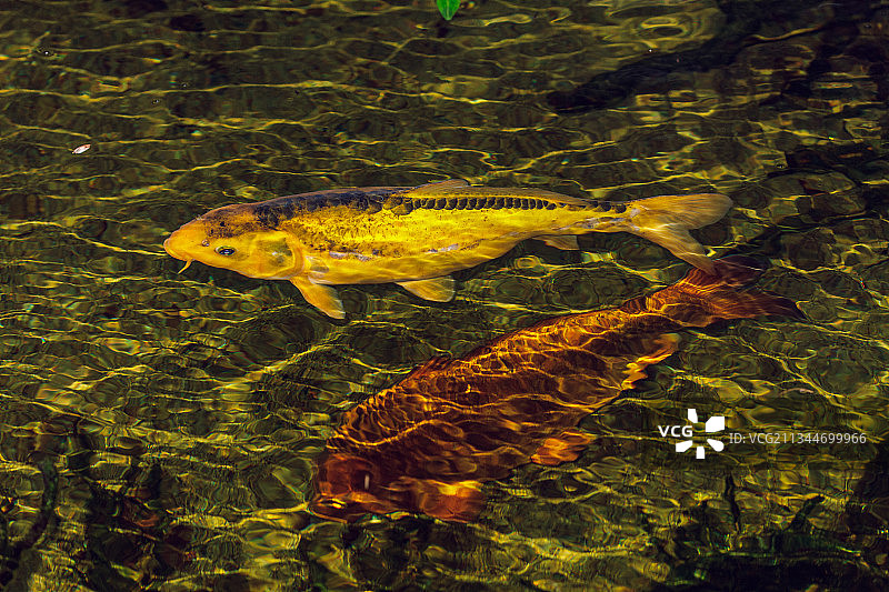 高角度拍摄海中鲤鱼图片素材