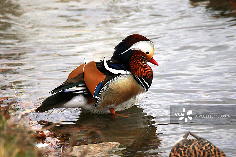 美国俄亥俄州巴达维亚，在湖中游泳的绿头鸭特写图片素材