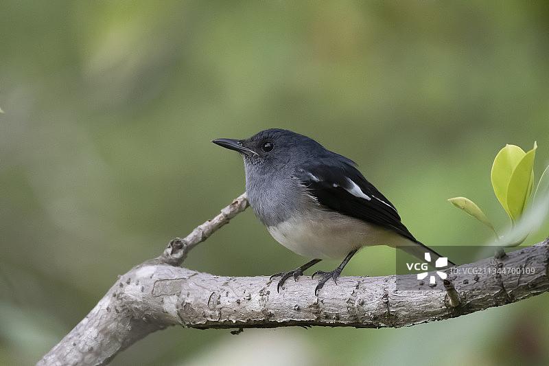 喜鹊栖息在树枝上的特写，新加坡图片素材