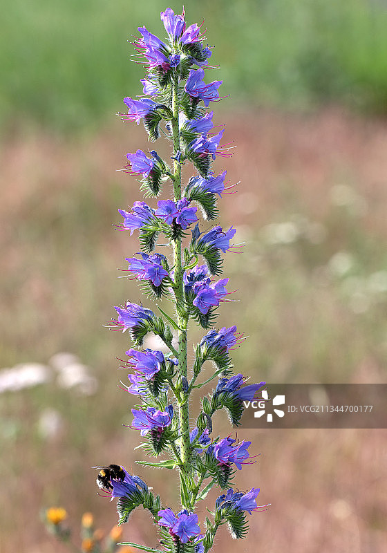 野外紫色开花植物的特写图片素材