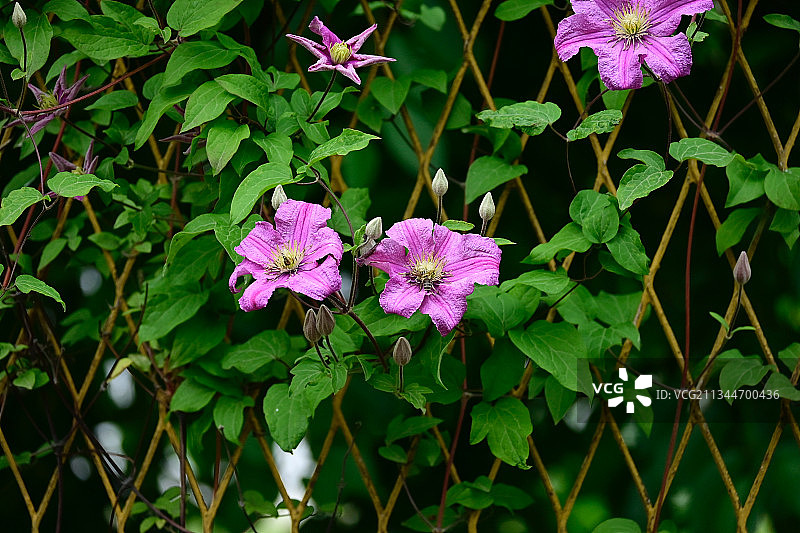 粉红色开花植物的特写图片素材