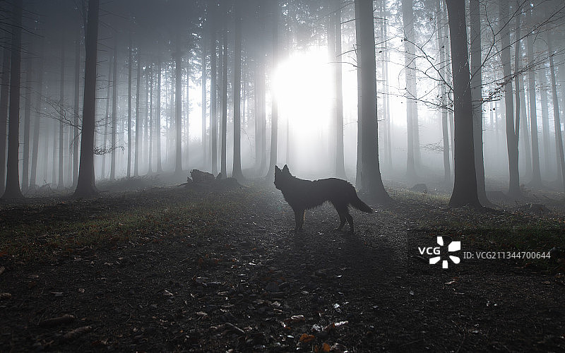 森林中狼的剪影图片素材