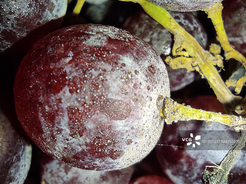 水果特写图片素材