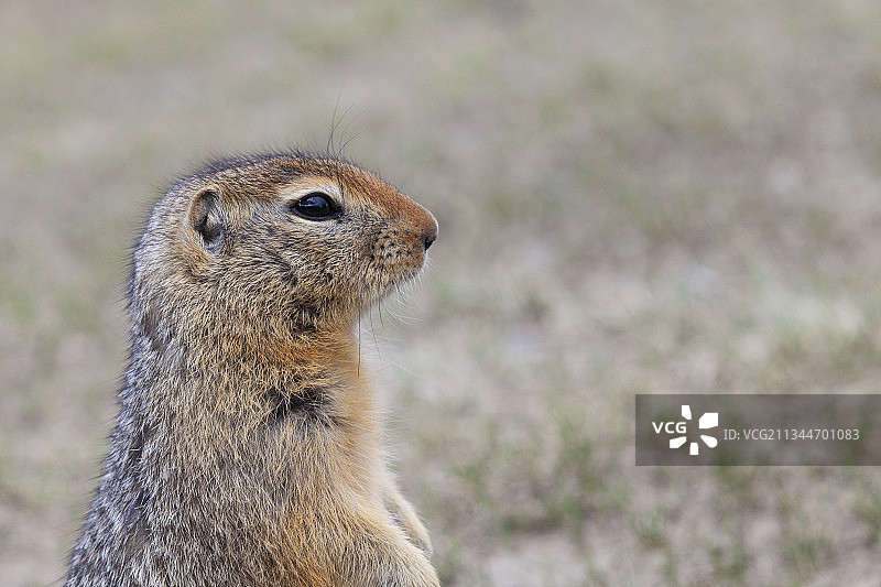 加拿大田野上的土拨鼠特写图片素材