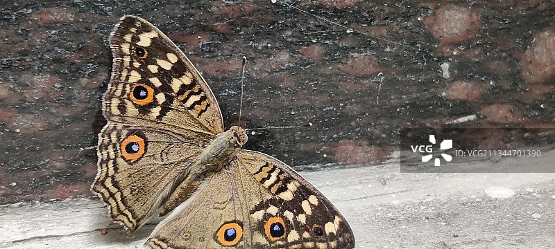 蝴蝶在花上的特写图片素材
