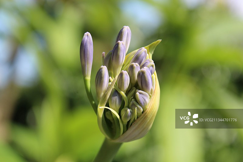 德国迈瑙岛花蕾特写图片素材