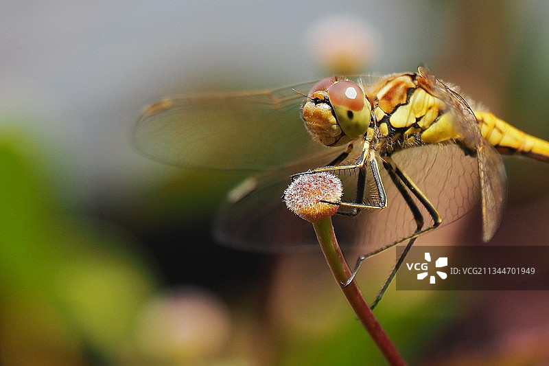 植物上蜻蜓的特写镜头图片素材