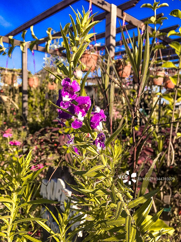 紫色花卉特写，沙马林达，东加里曼丹，印度尼西亚图片素材