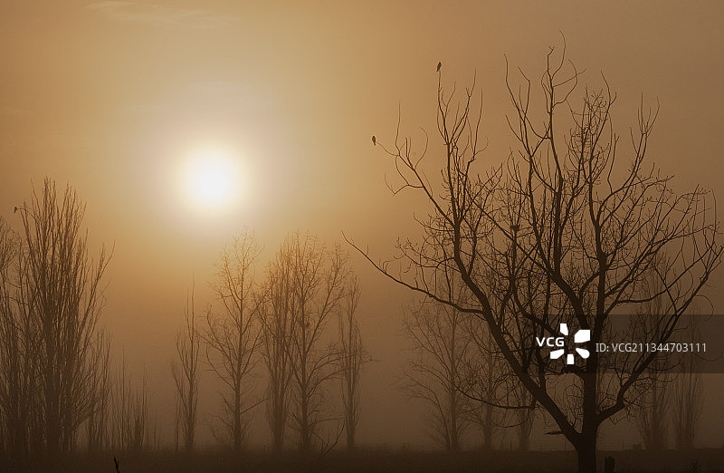 澳大利亚新南威尔士州巴瑟斯特，日落时天空背景下的裸树轮廓图片素材