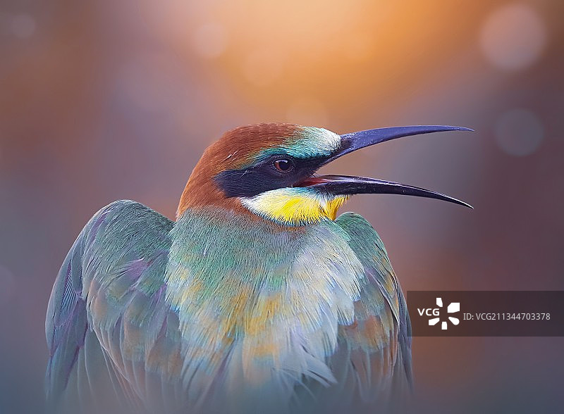 户外鸟类栖息特写图片素材