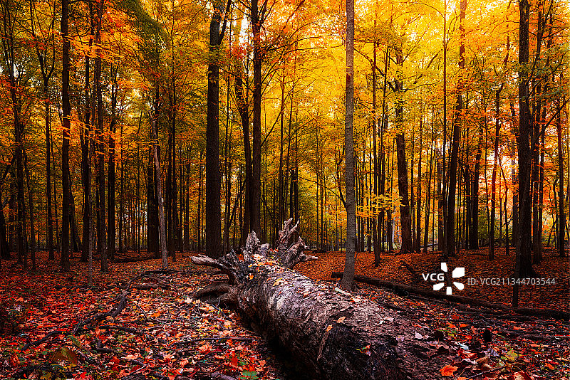 美国密歇根州东兰辛秋季的森林树木图片素材