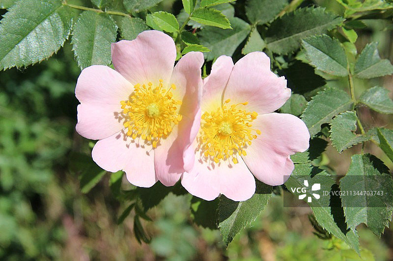 德国粉色植物特写图片素材