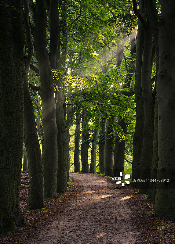 荷兰福尔根赞格莱伊威格的森林树木图片素材