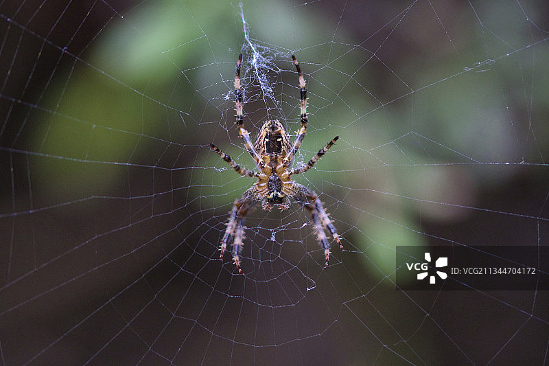 英国布伦特福德网上蜘蛛特写图片素材