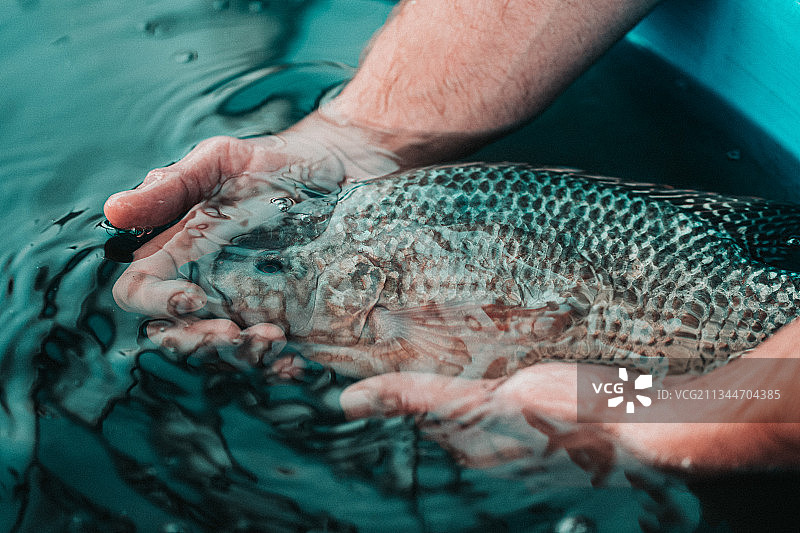 裁剪过的男士的手拿着海中的盐水鲷鱼图片素材