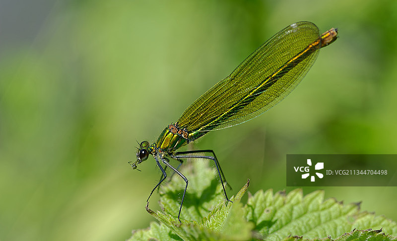 豆娘在植物上的特写，汉诺威，德国图片素材