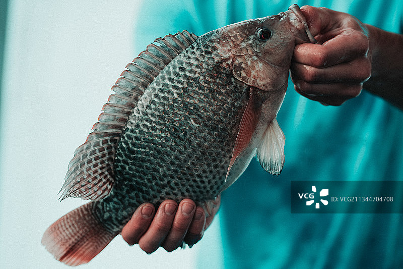 手拿海鲈鱼的人腰部特写图片素材