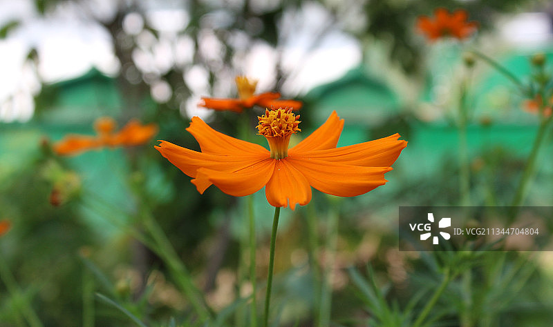 橙色波斯菊花特写图片素材