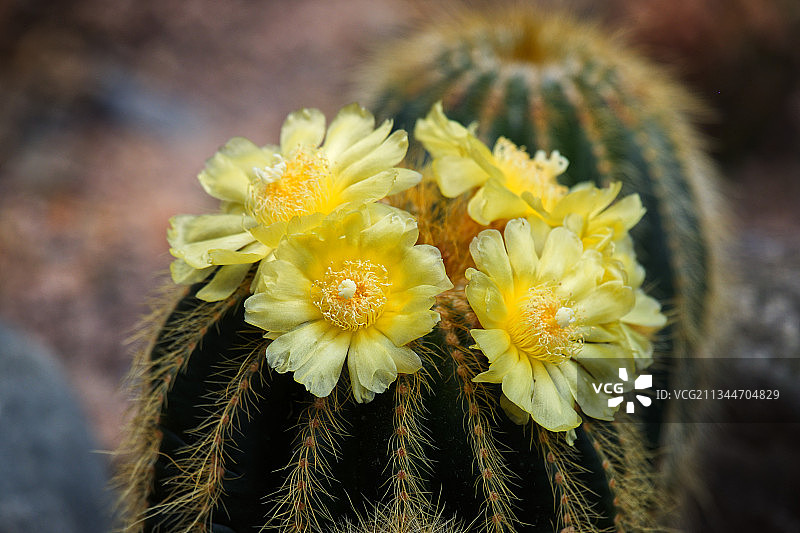 芬兰约恩苏的黄色植物特写图片素材