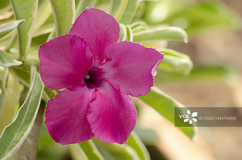 粉色植物特写，泰国图片素材