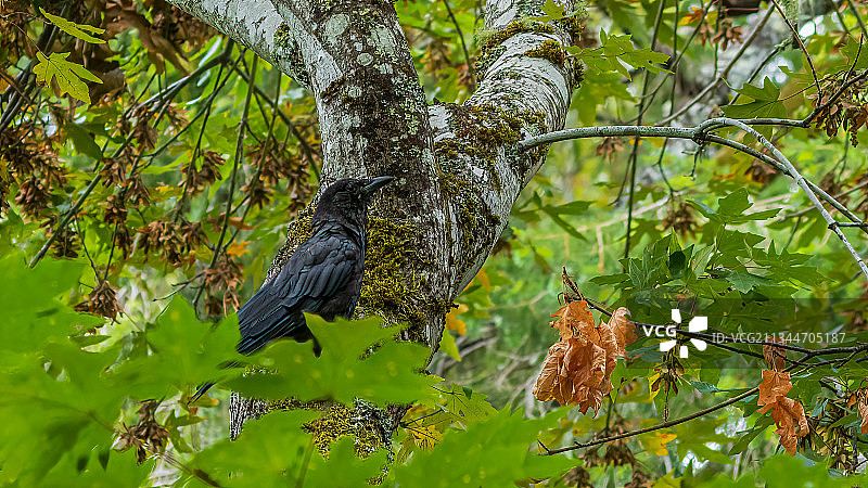 加利福尼亚州费尔顿市栖息在树上的热带鸣禽的低角度景观，美国图片素材