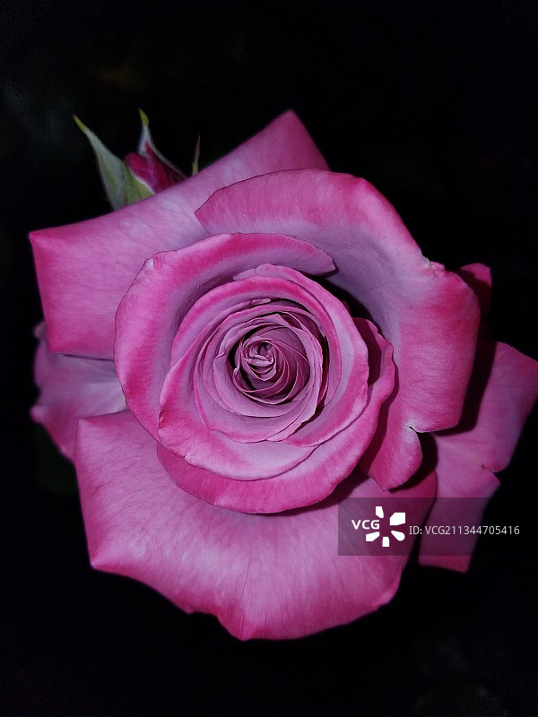 黑色背景下的粉色玫瑰特写，美国俄勒冈州图片素材