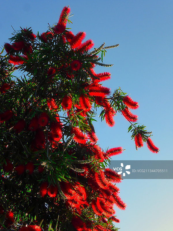 仰视视角下的红树与晴朗的天空图片素材