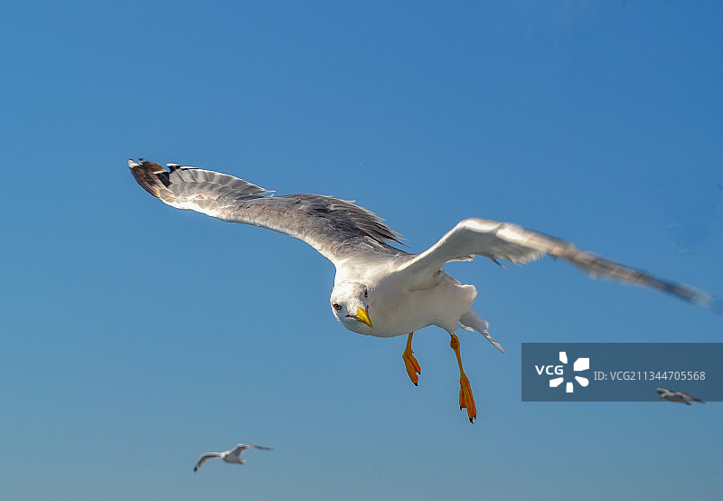低角度看海鸥飞翔于希腊的蔚蓝天空图片素材