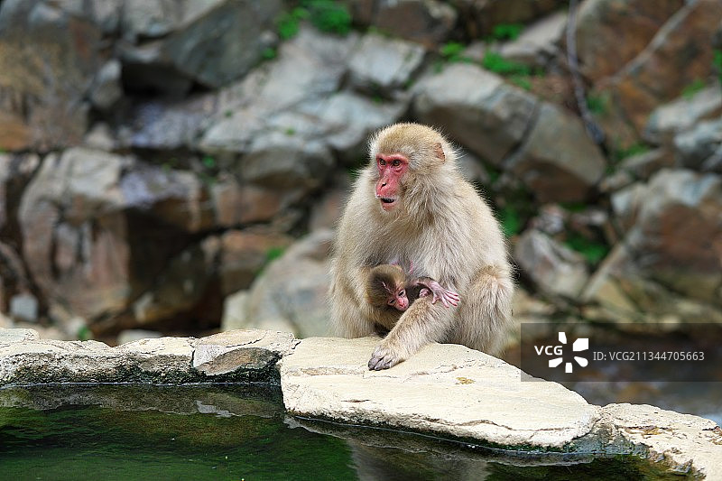 猕猴坐在岩石上的特写镜头图片素材