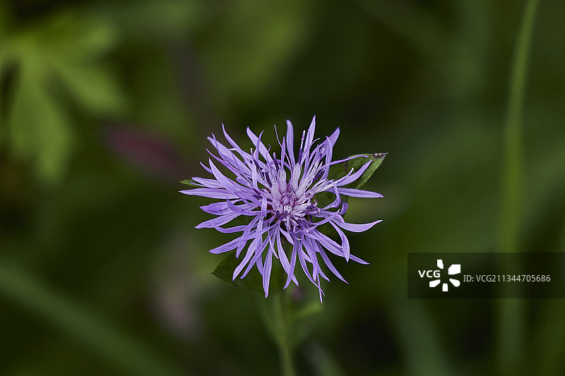 紫色开花植物特写，莱德罗，意大利图片素材