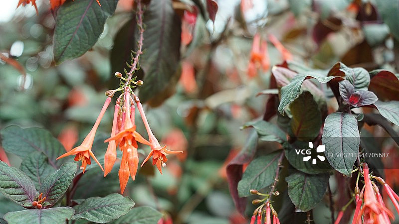 红色开花植物特写，新加坡图片素材