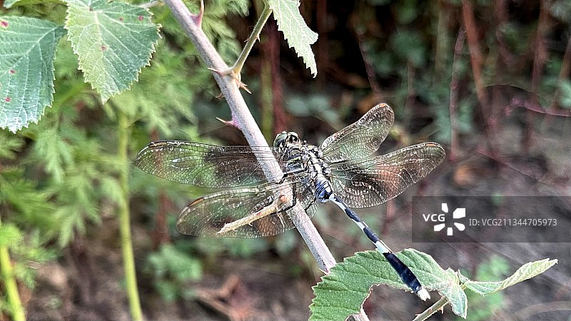 植物上蜻蜓的特写镜头图片素材