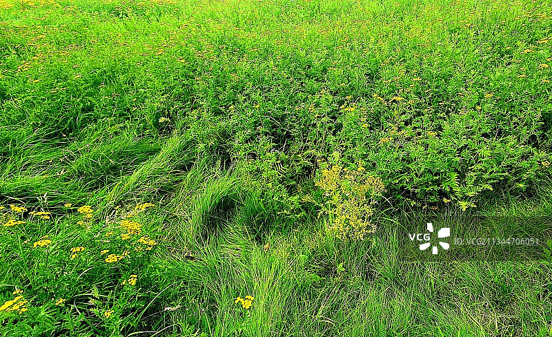 草地的全景照片图片素材