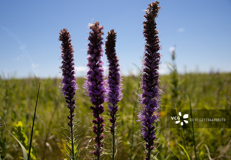 田野上紫色开花植物特写，美国蓝丘州立公园图片素材