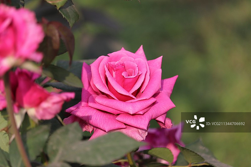 粉红玫瑰的特写图片素材