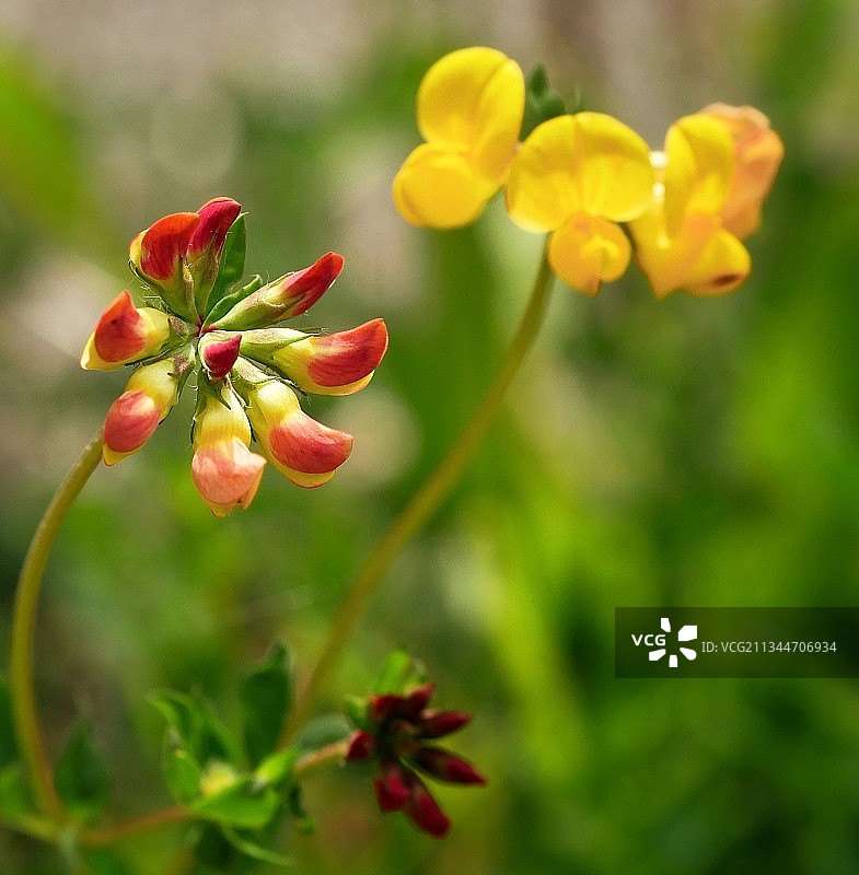 开花植物的特写镜头图片素材