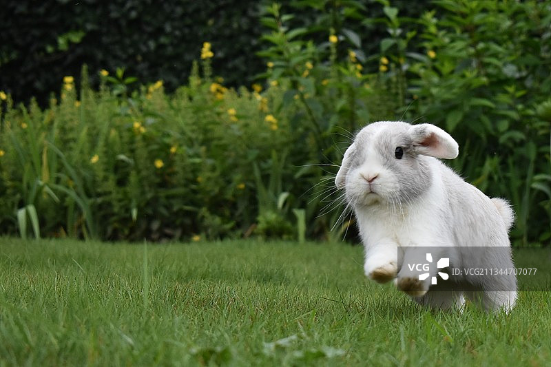 草地上的兔子特写图片素材