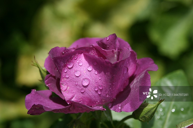 拉脱维亚湿粉色玫瑰特写图片素材