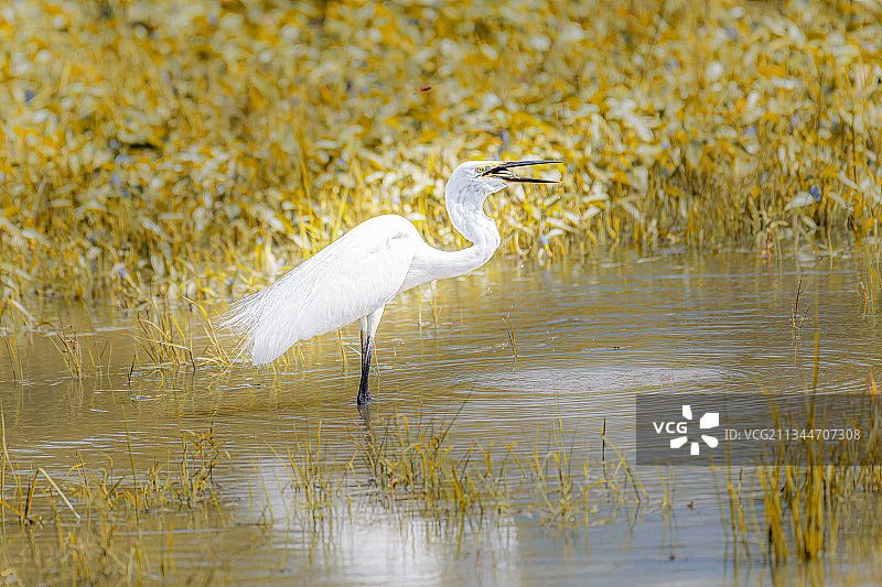 苍鹭栖息在湖中的侧面照，斯里兰卡亚拉国家公园图片素材