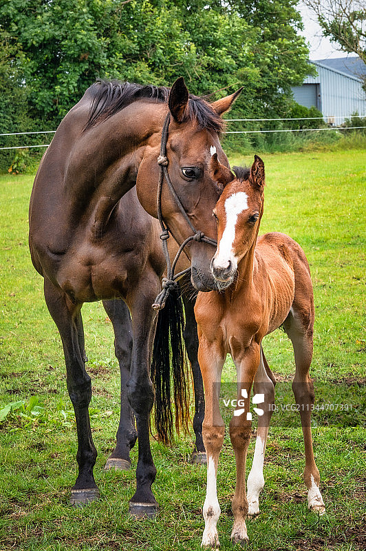 在田野上站立的两匹马，爱尔兰图片素材