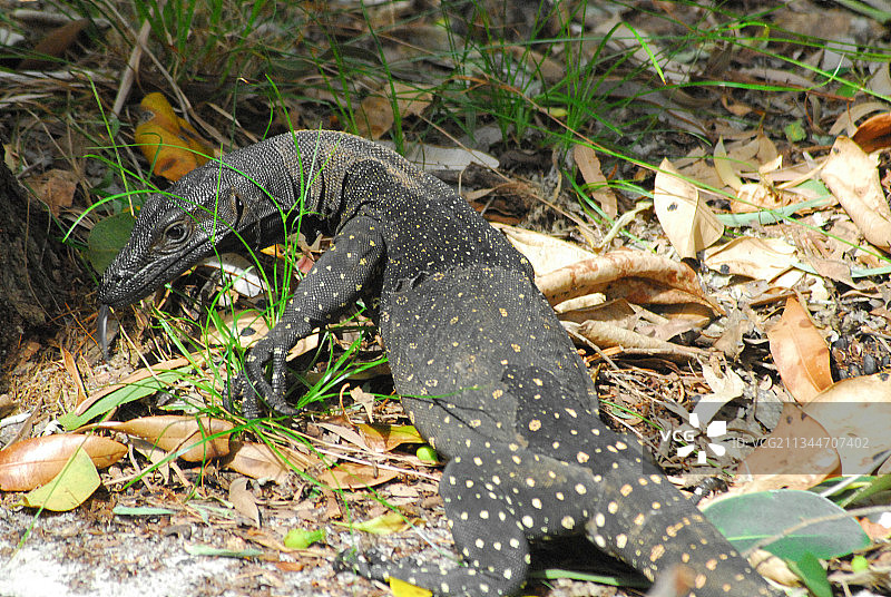 澳大利亚的田野上的树叶高角度视图图片素材