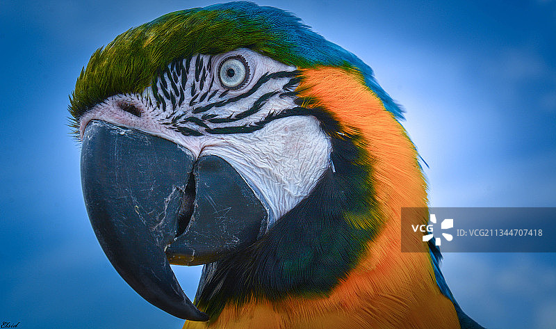 金色和蓝色金刚鹦鹉的特写图片素材