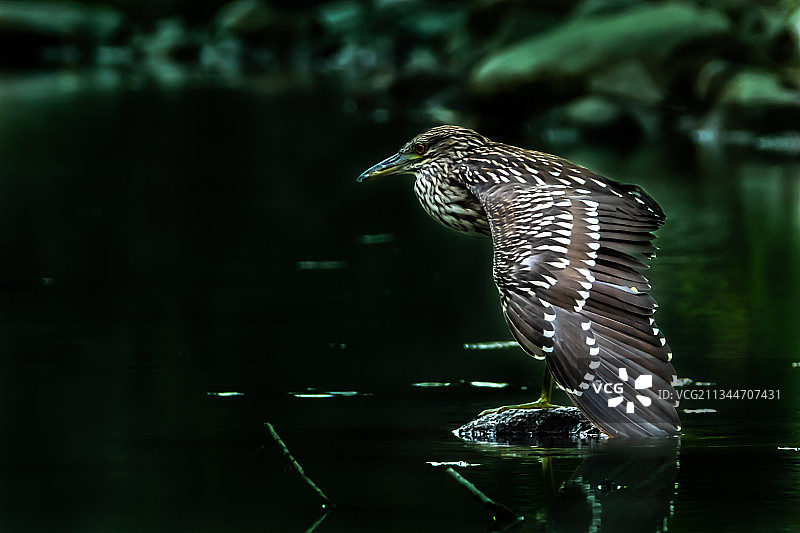 加拿大多伦多渥太华湖：水鸟栖息在湖上的特写图片素材