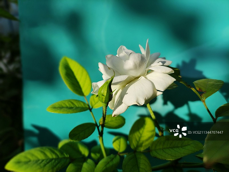 白色开花植物的特写图片素材