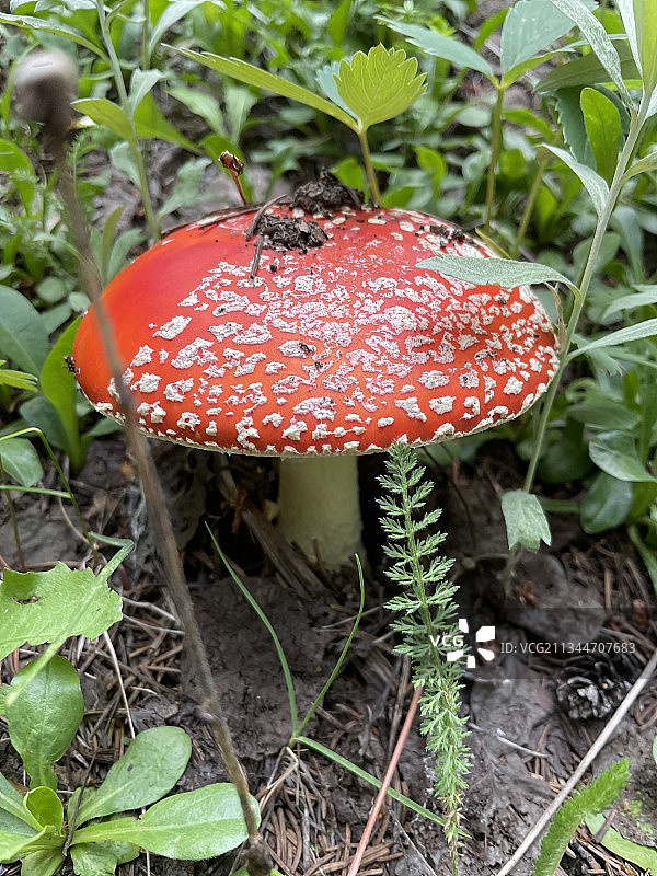 田野中生长的毒蝇伞蘑菇特写图片素材