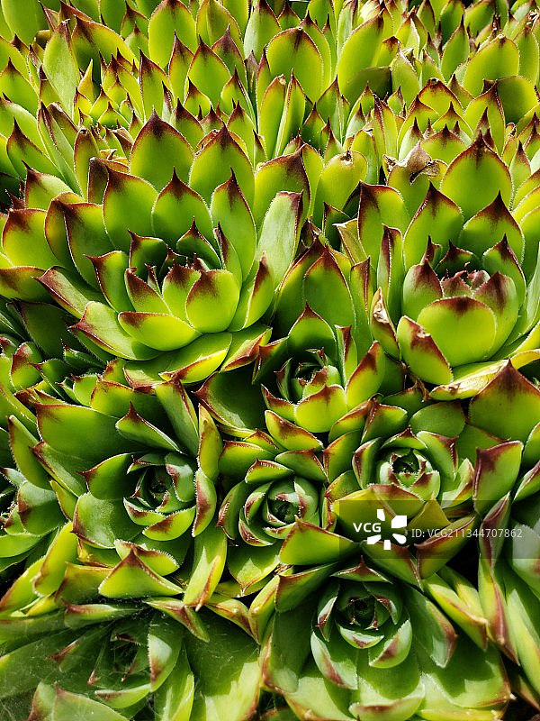 多肉植物的完整画面，美国图片素材