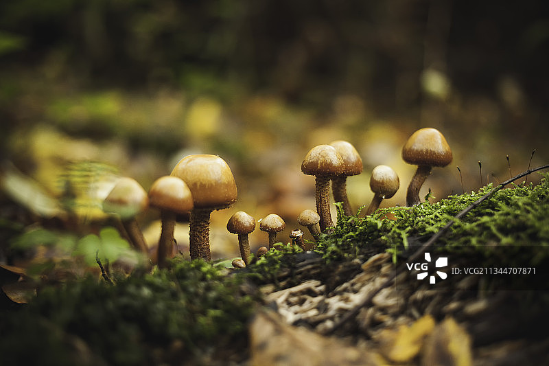 德国伍珀塔尔田野蘑菇特写图片素材