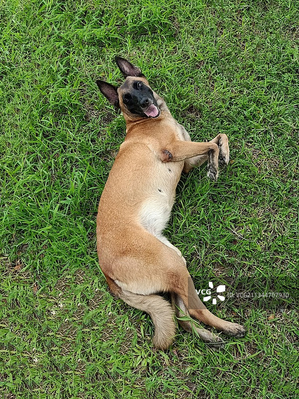 菲律宾草地上躺着的纯种犬高角度视图图片素材